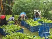 41 Ribu Lebih Bibit Unggul untuk Sukses Tanaman