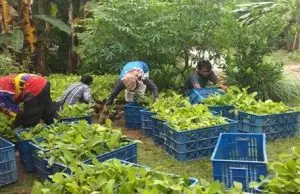 41 Ribu Lebih Bibit Unggul untuk Sukses Tanaman