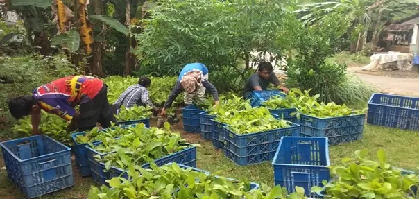 Bibit JPP hasil penyemaian siap tanam 2020