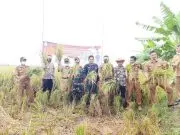 Tiga Ratus Hektar Lahan Sawah di Krangkeng Indramayu Panen Raya