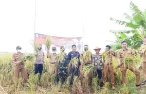 Tiga Ratus Hektar Lahan Sawah di Krangkeng Indramayu Panen Raya