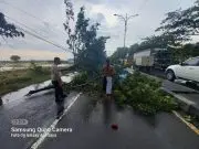 Tiga Pohon tumbang menutup Ruas jalur Pantura Indramayu