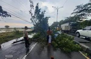 Tiga Pohon tumbang menutup Ruas jalur Pantura Indramayu