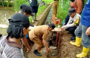 P3-TGAI Tingkatkan Produktifitas Pertanian, Petani Desa Awiluar Sejahtera