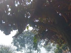 Idul Adha, Pemilik LIA ZEOFILT Berkurban 1 Ekor Sapi untuk Warga RW 13 Cigadung